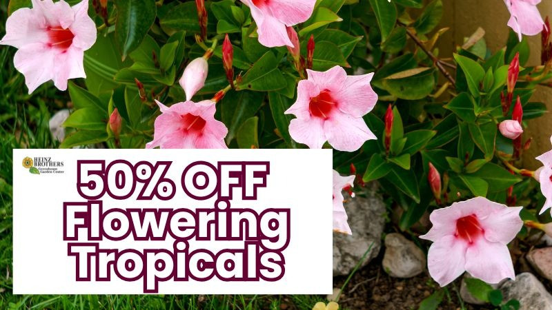 50% Off Flowering Tropicals