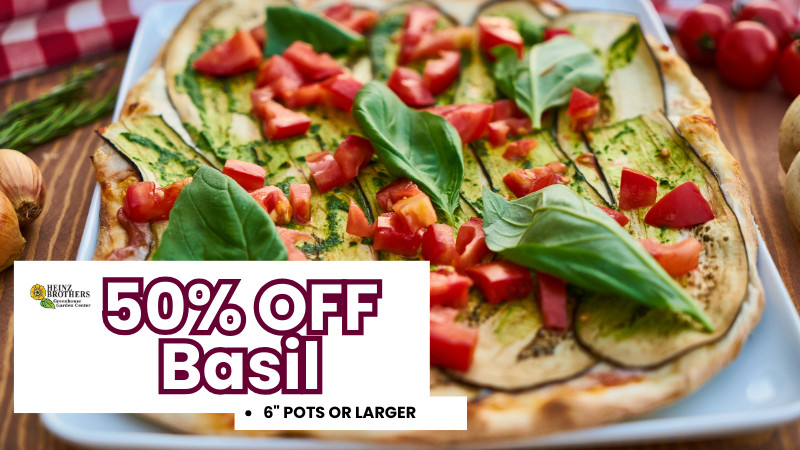 50% off basil