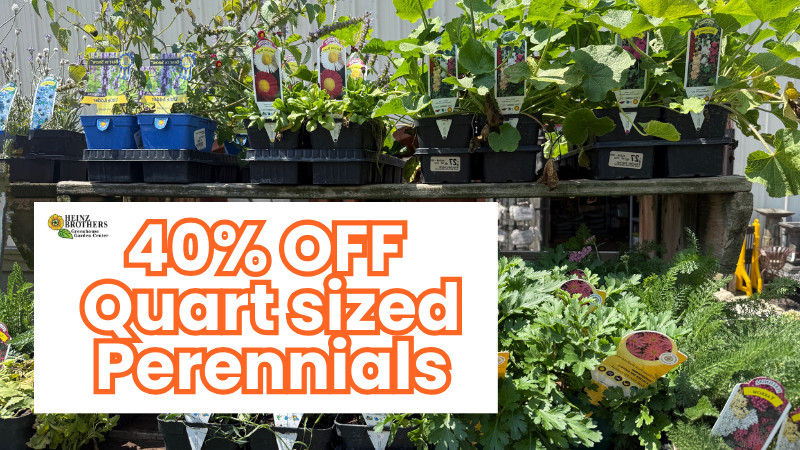 40% off quart sized perennials