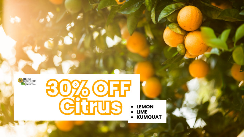 30% off citrus