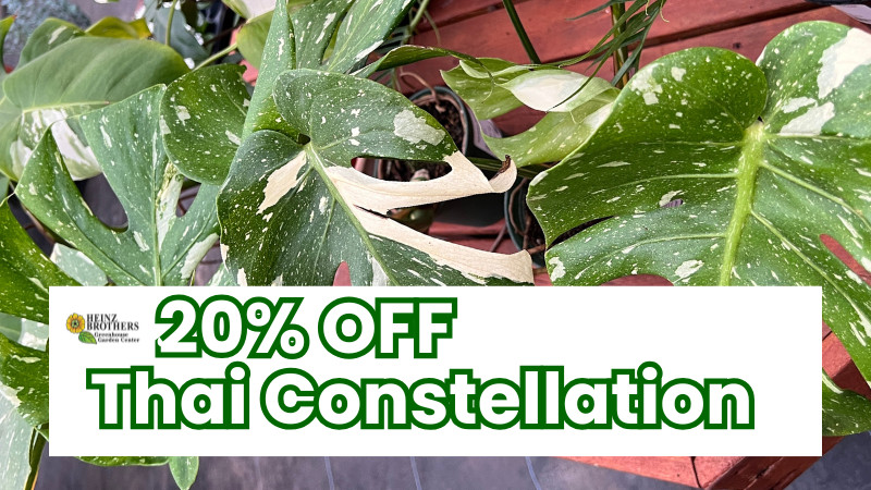 20% off Thai Constellation