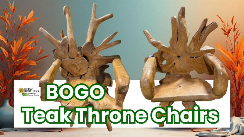 BOGO- Teak Wood Throne Chairs