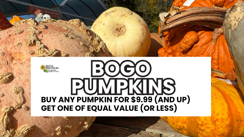 BOGO- Pumpkins