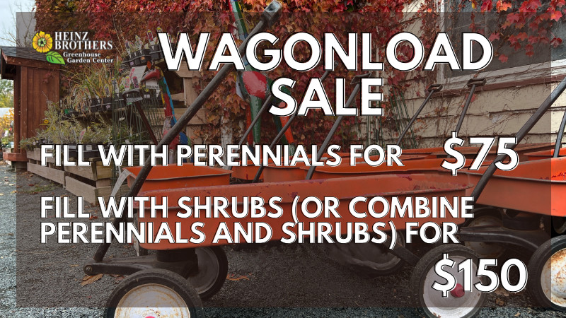 WAGONLOAD SALE NOV.1ST!