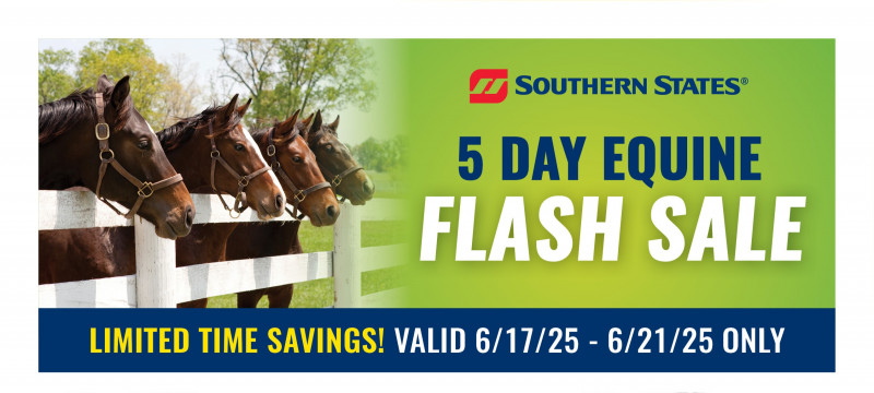 Equine Flash Sale!