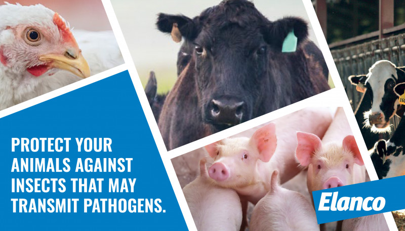 Protect Your Animals Against Insects That May Transmit Pathogens.