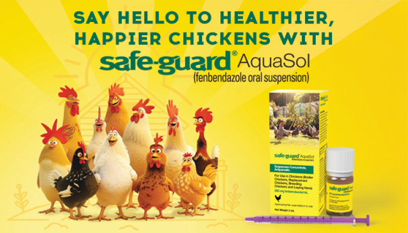 Say Hello to Healthier, Happier Chickens with safe-guard® AquaSol