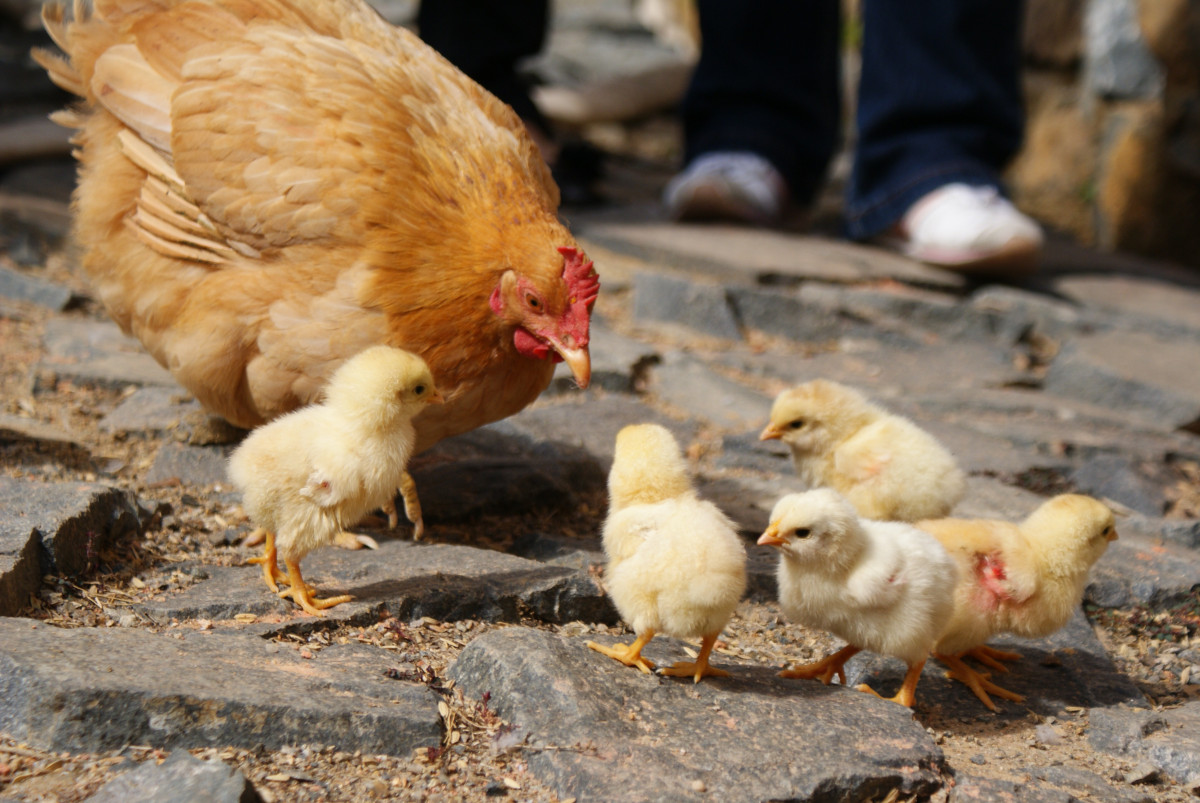 Chicks at Gloucester