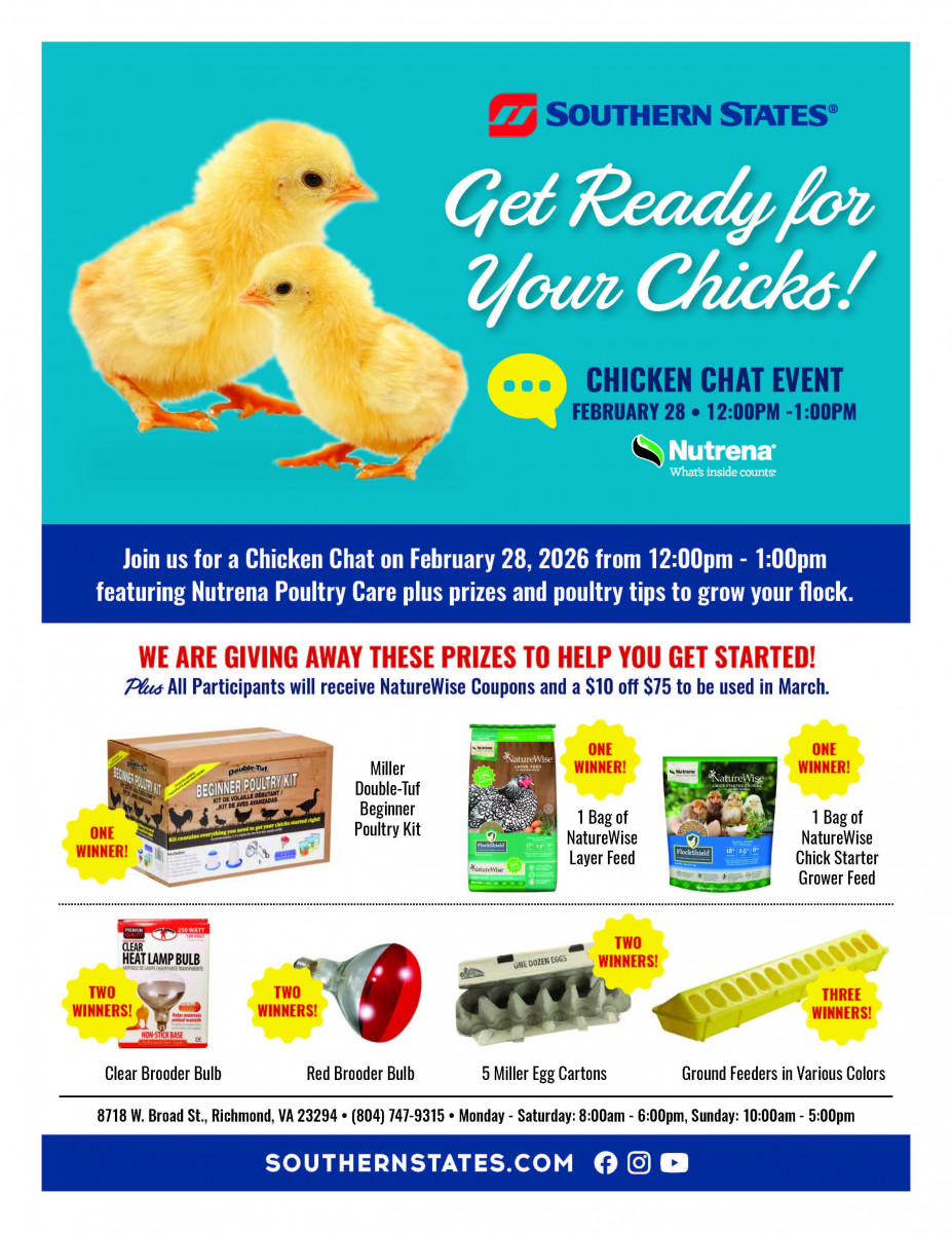 Chicken Chat at West Broad