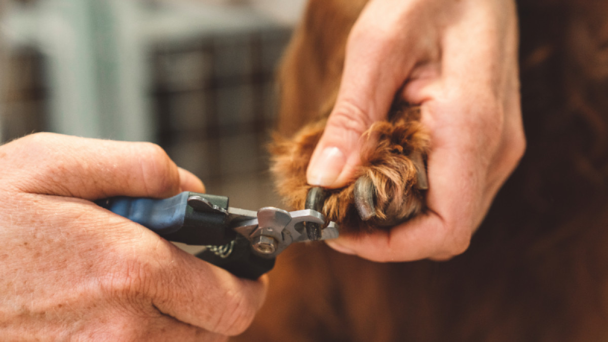 Katie Claws N Paws Nail Trims