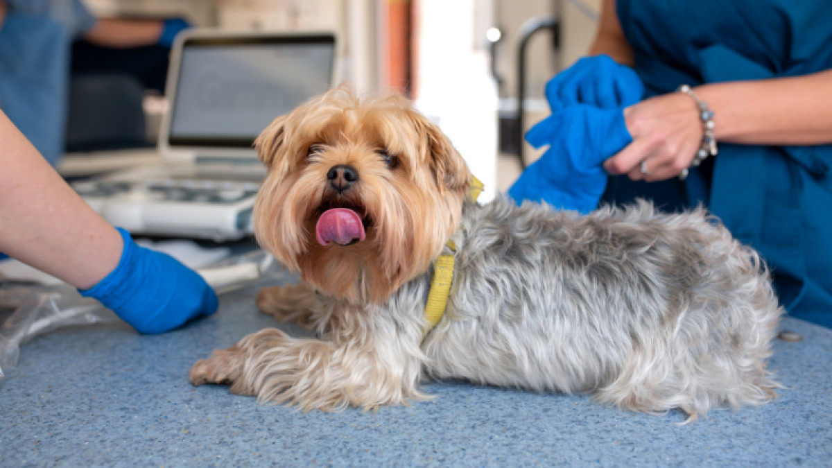 Veterinary Vaccine Clinic!