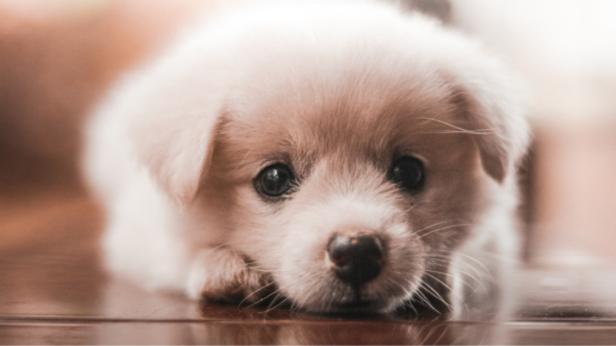 Emerald DuCouer The Pet Psychic - Free 10 Minute Sessions!