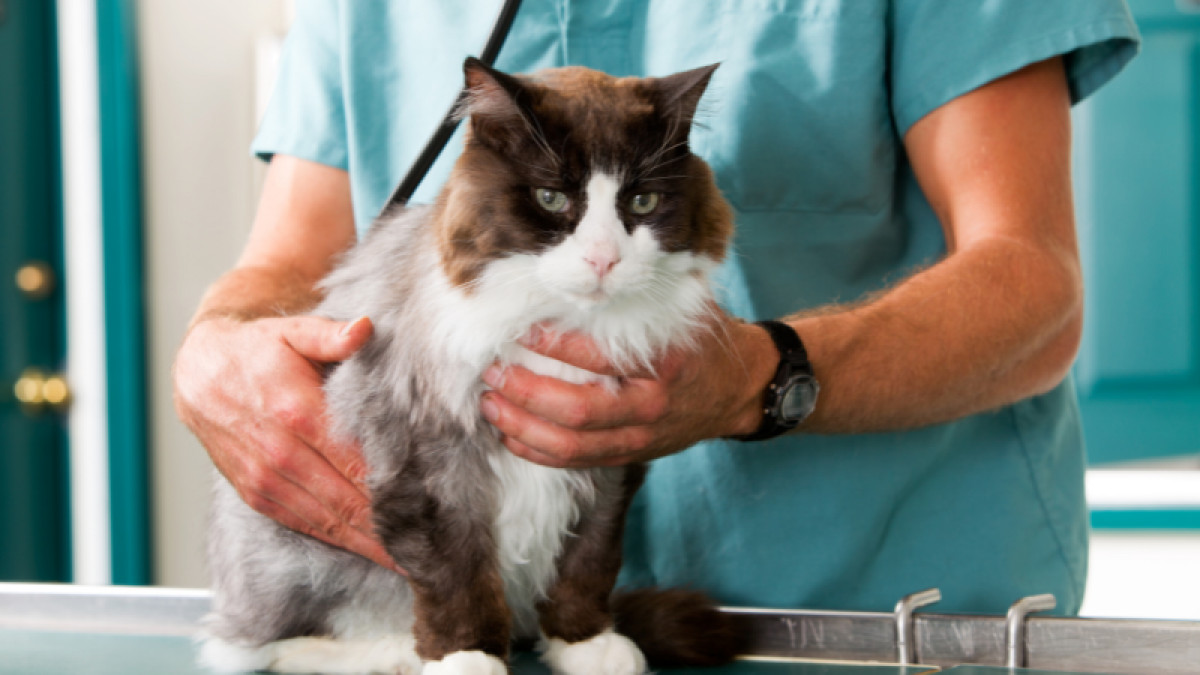 Delmarva Mobile Vet - Concord Pet Foods & Supplies in Seaford