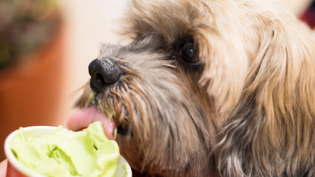 Beat the Heat Day - Concord Pet Foods & Supplies in West Chester