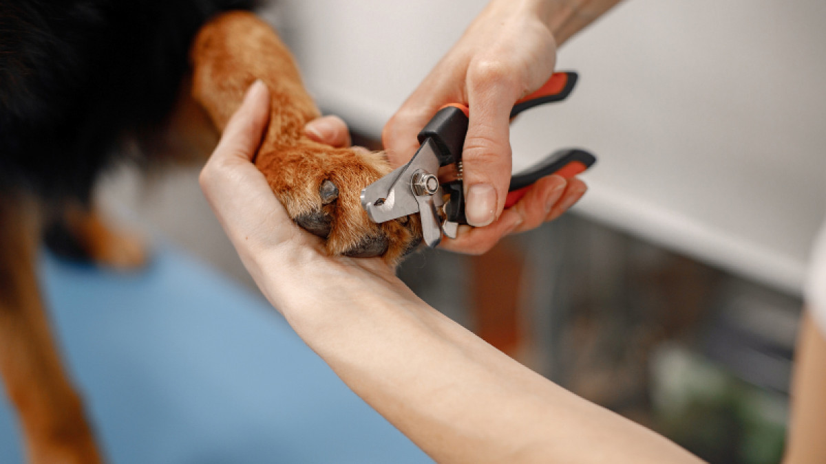 Nail Trimming Event - By Jen's Pet Grooming!