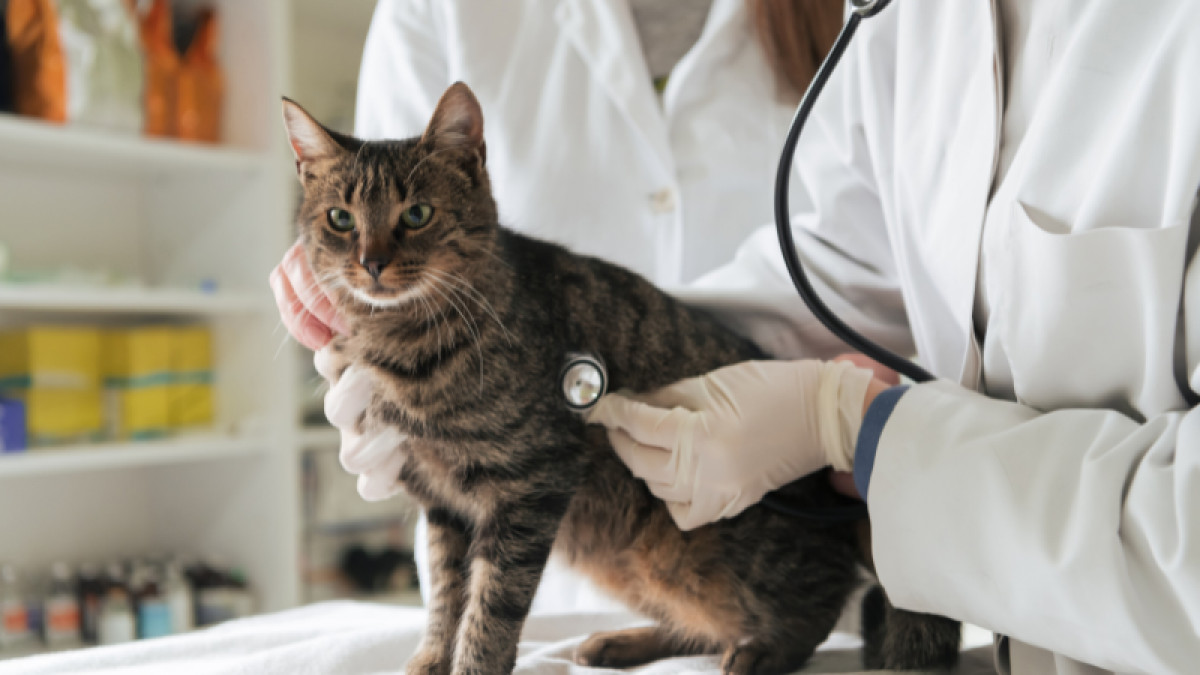 Delmarva Mobile Vet - Concord Pet Foods & Supplies in Seaford