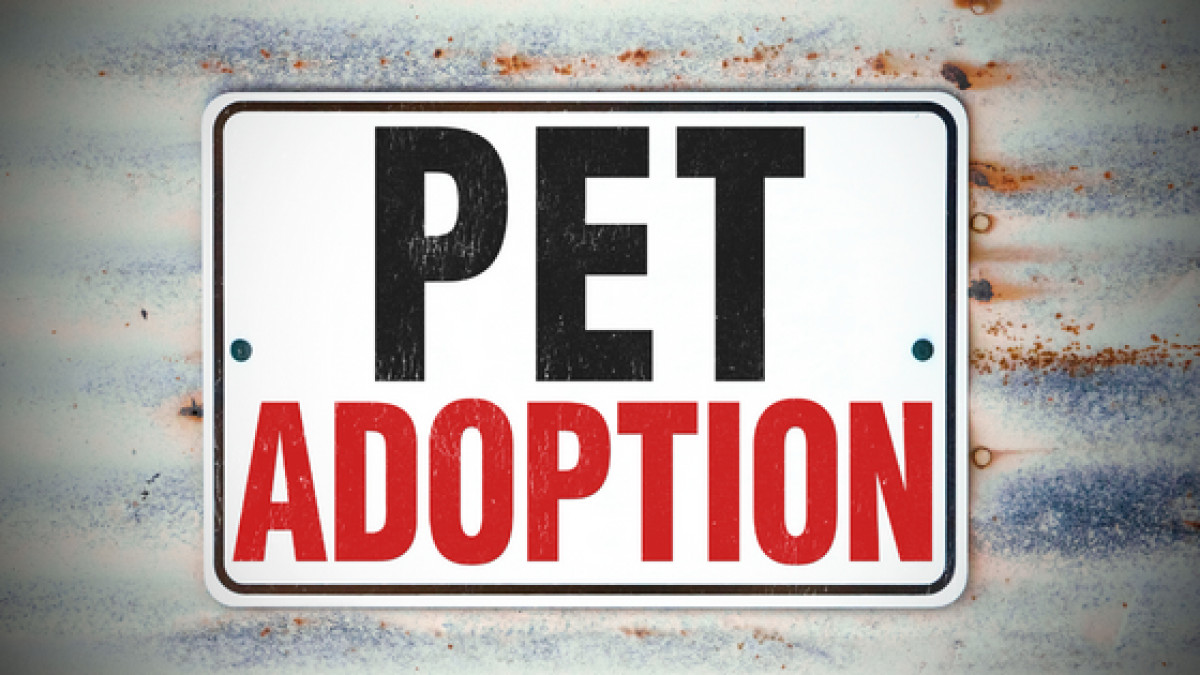 Adoption Event with Brandywine Valley SPCA!