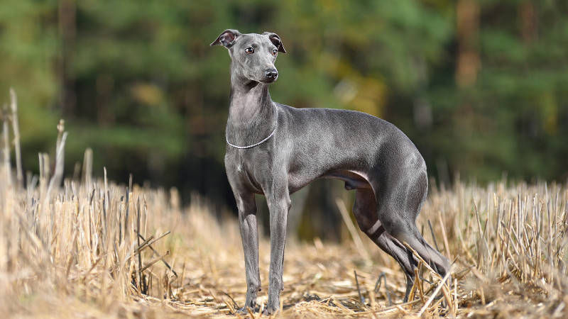 Greyhound Pet Adoptions of Delaware