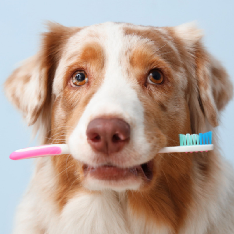 Pet Dental Month – Save 25% on one dental item