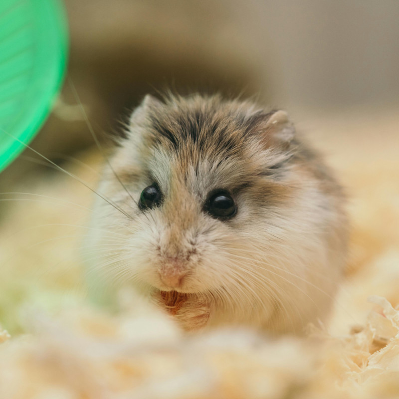 Small Animal Bedding Special!