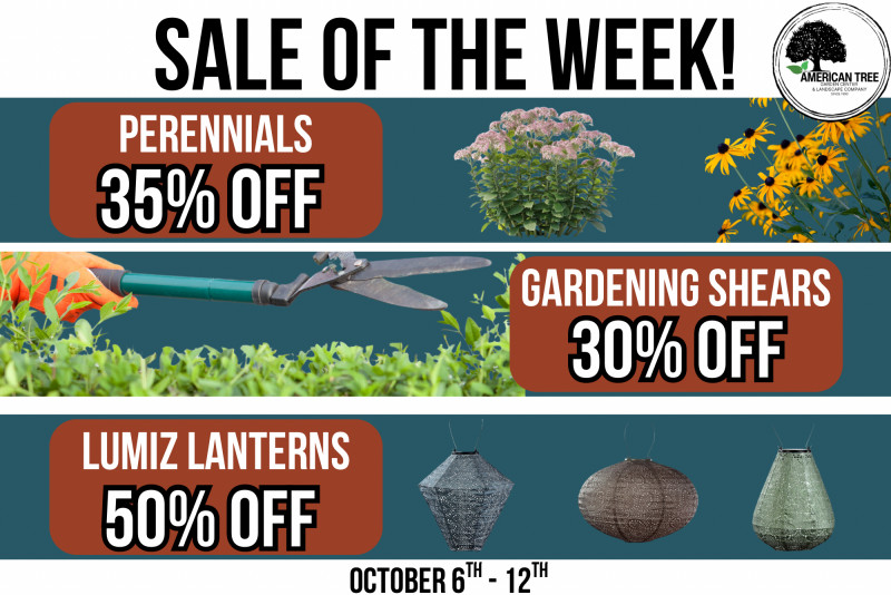 🌟 SALE OF THE WEEK 🌟