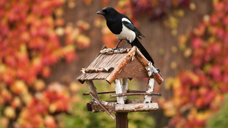 Wild Bird Seed Sale