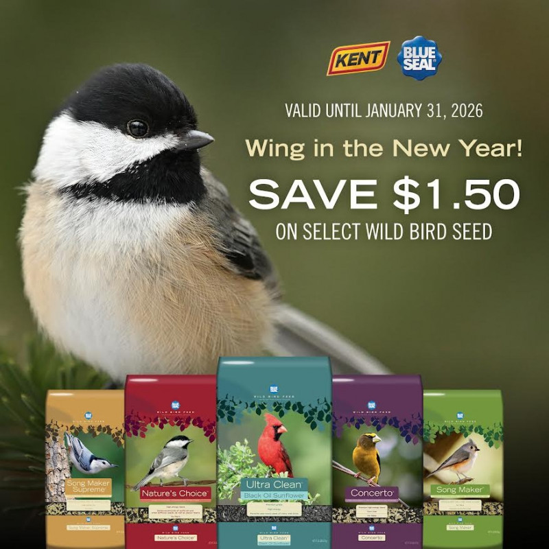 🐦 Wing in the New Year with Savings!