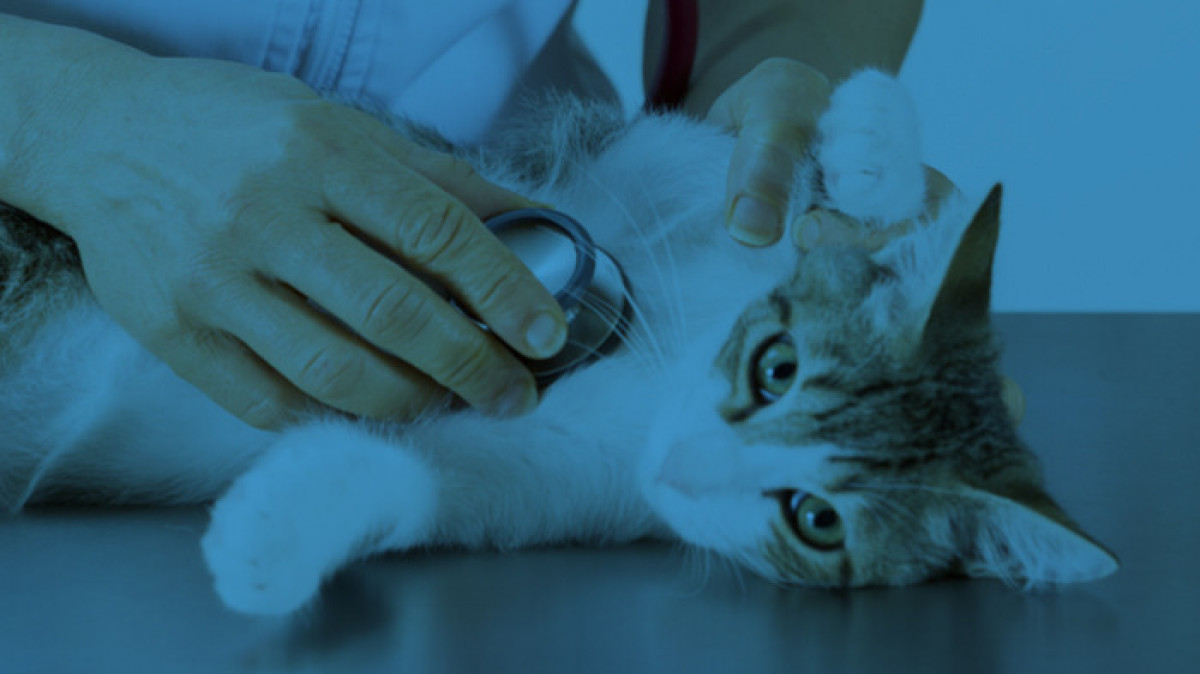 Community Vet Clinics