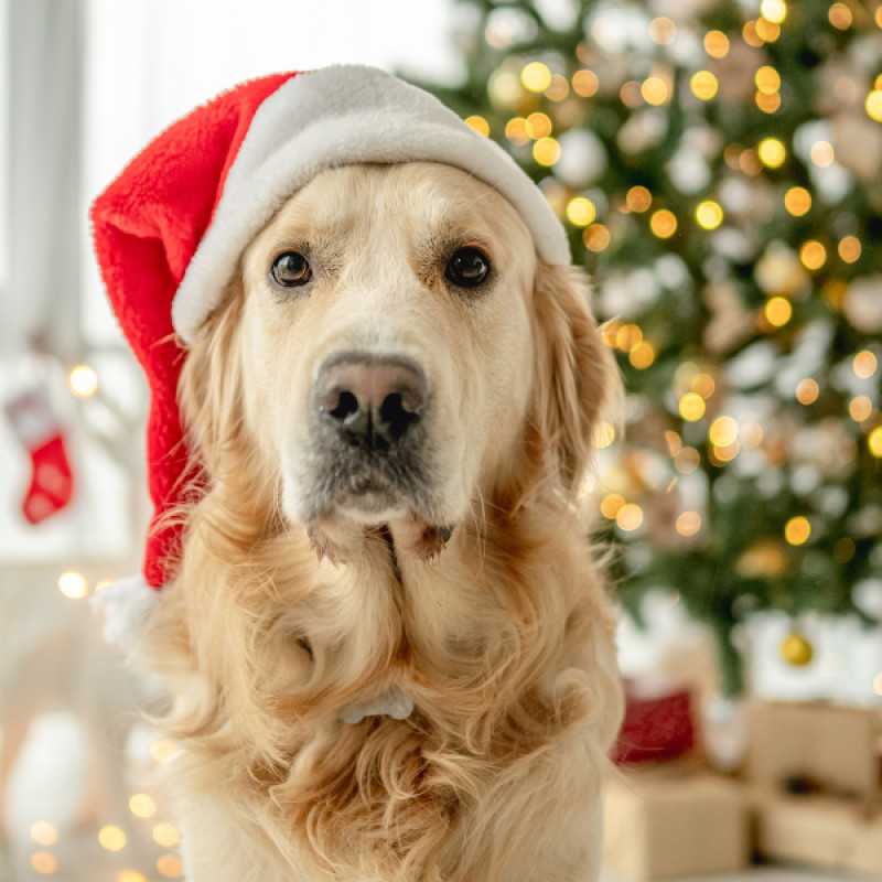Santa Paws 2025
