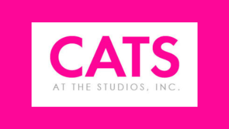 Cats At The Studios