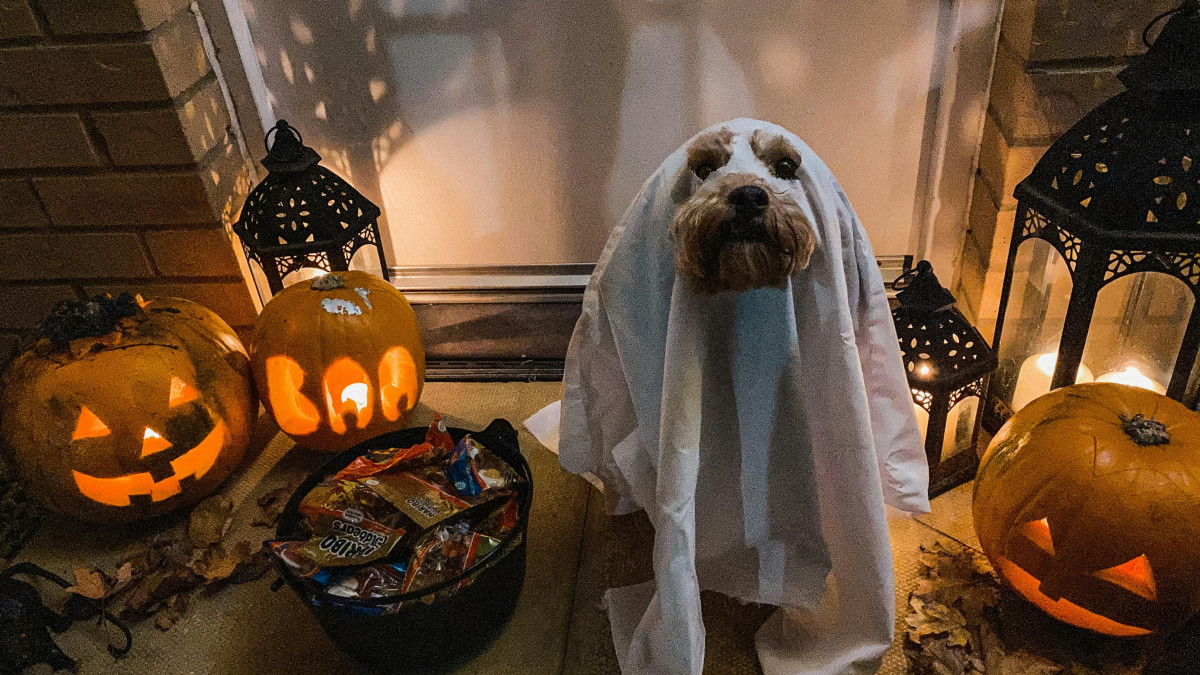 Palm Springs Halloween Costume Contest and Pupper Treat Event