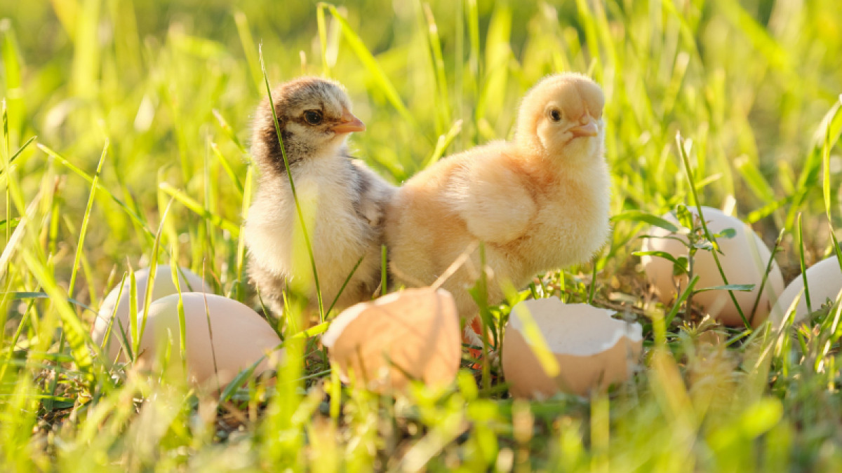 2025 Poultry Order Form