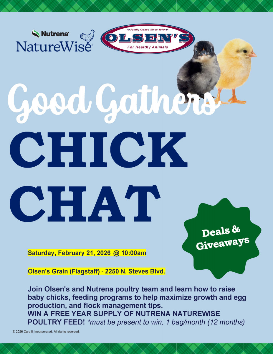 Olsen's Flagstaff Chick Chat