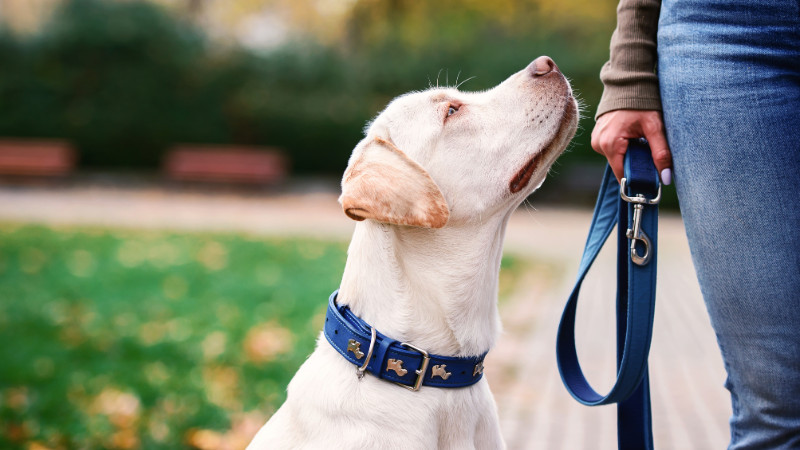 COUPON: 20% Off All In Stock Leashes and Collars