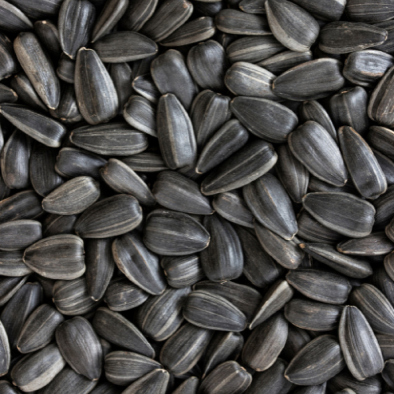 COUPON: Black Oil Sunflower 40lb Bag $21.99