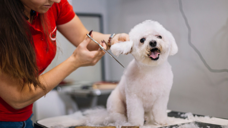 5$ Off Grooming Service