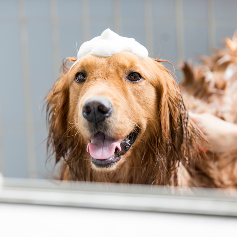 25% Off Grooming Products