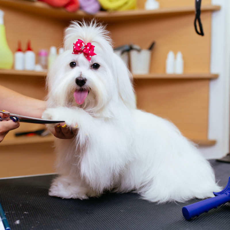 COUPON: 5$ Off Grooming Service