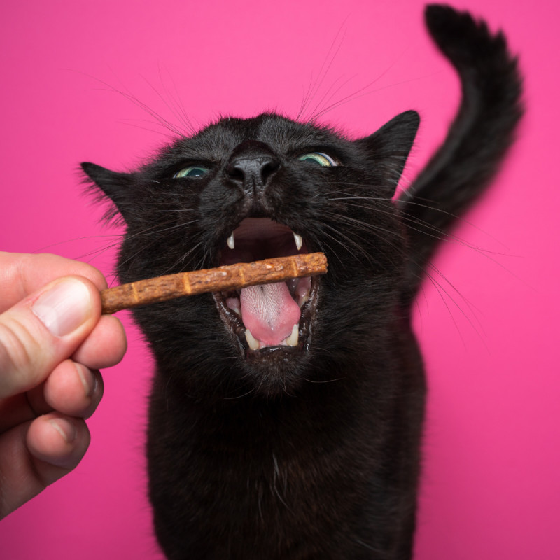 COUPON: Buy One Get One Free ALL Treats