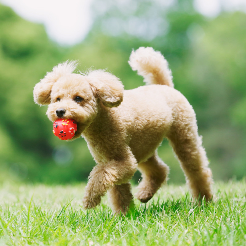 25% Off Toys, Treats, and Chews