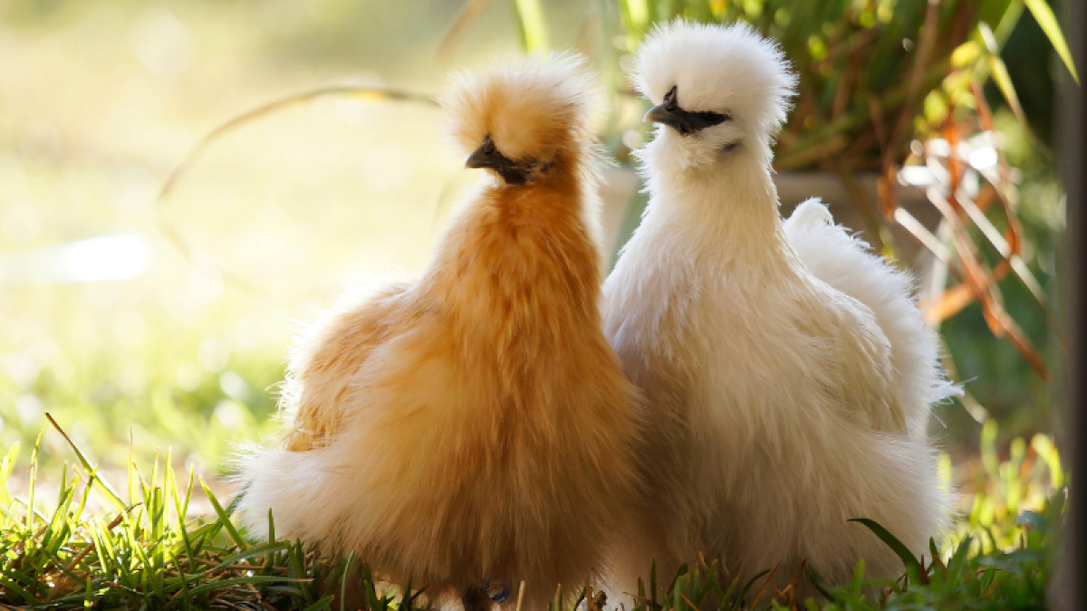 Specialty Breed Hens Pick-Up Day!