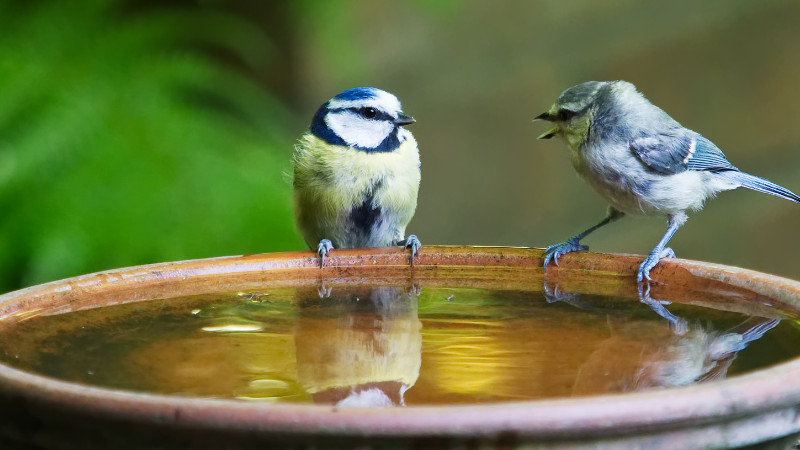 Early Season Special: Bird Baths