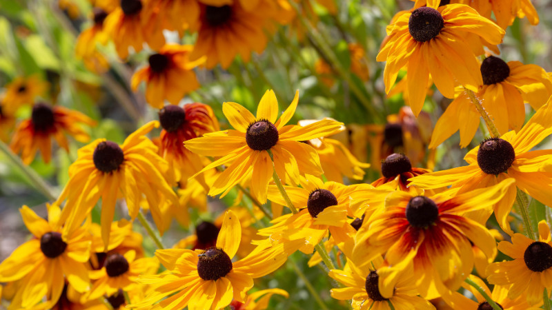 COUPON: Perennials