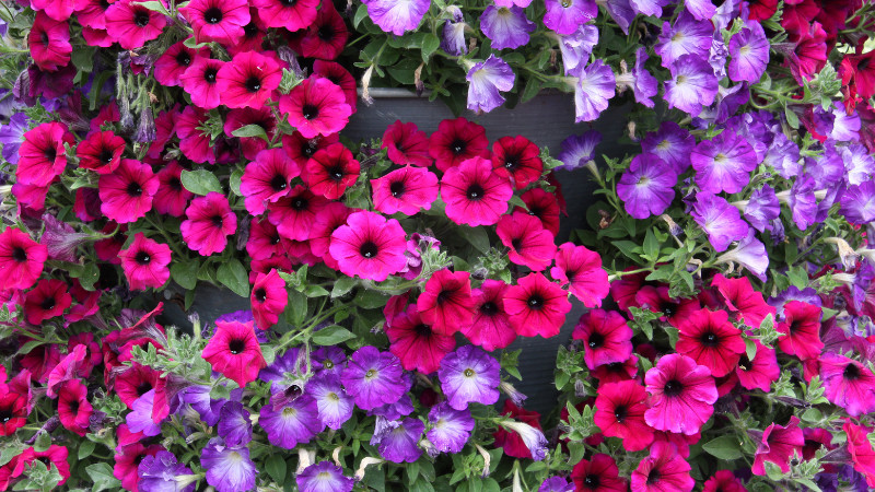 COUPON: Wave Petunias