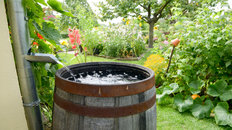 COUPON: Rain Barrel