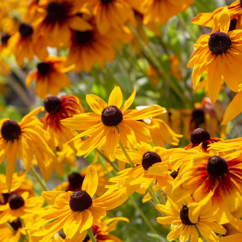COUPON: Nursery Perennials
