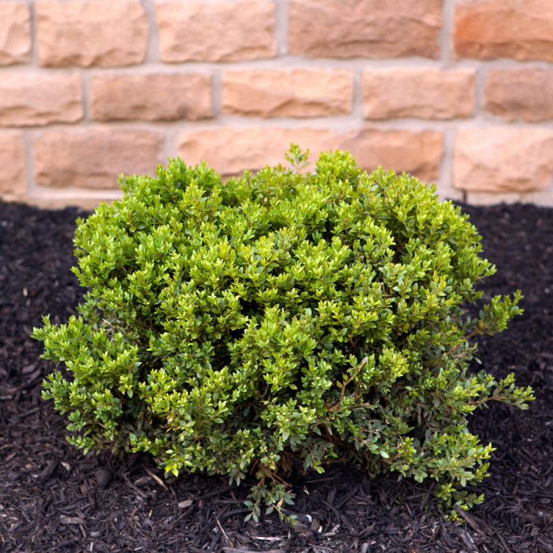 COUPON: Nursery Trees & Shrubs