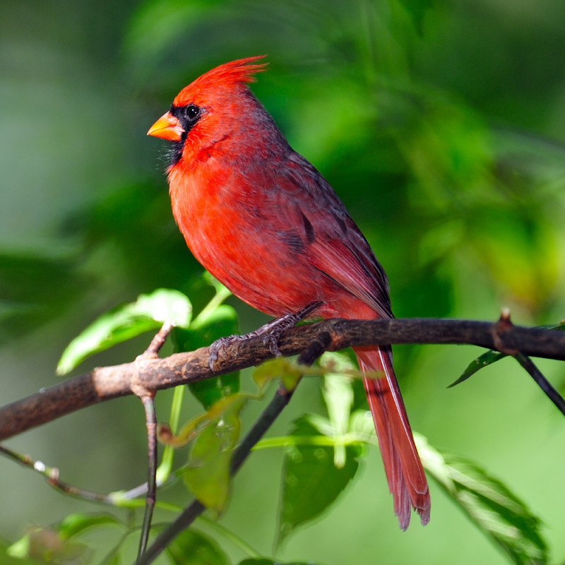 2025 Wild Bird Food Advance Order Form 🐦✨