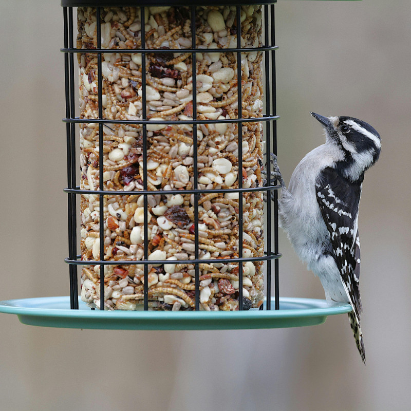 October Birding Sale