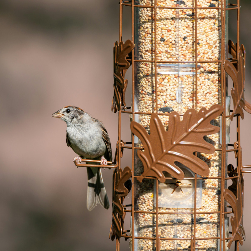 Bird Feeder Sale